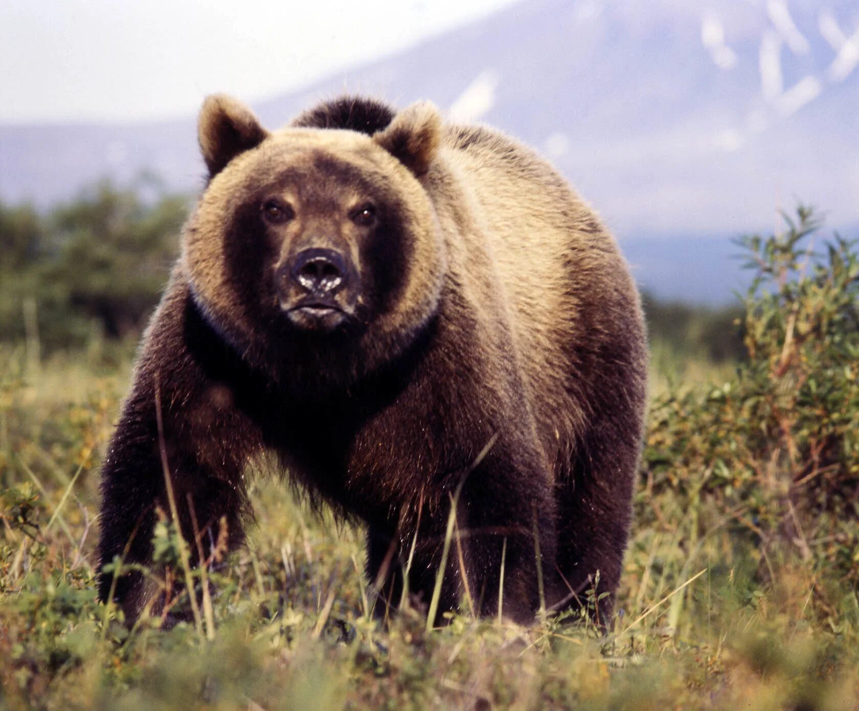 Сочинение по фото камчатский бурый медведь 5