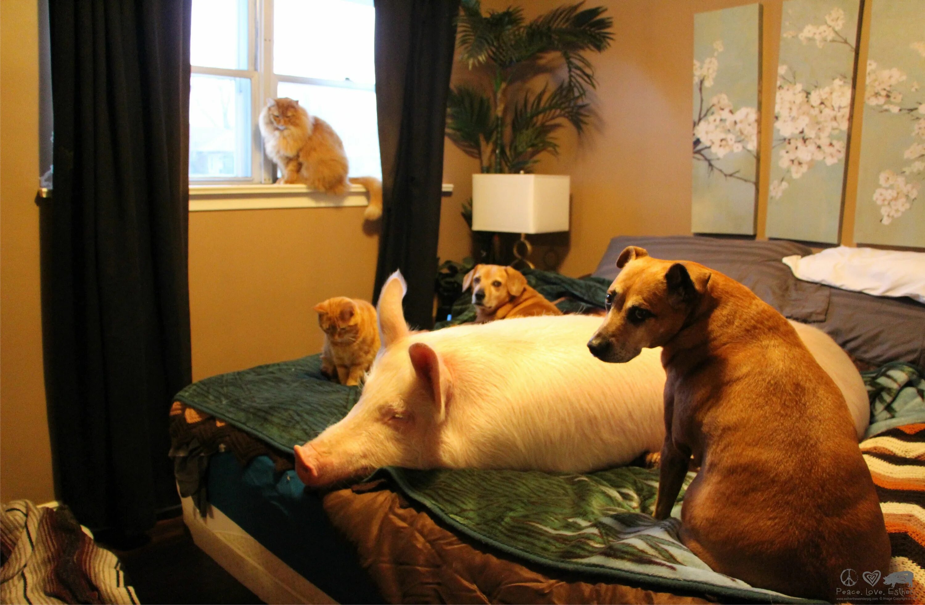 Собака свинья год. Домашние животные для квартиры. Домашние животные в городской квартире. Домашняя свинья. Питомцы для квартиры.