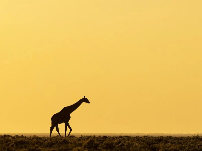 национальный парк катави. саванна конго. масаи-мара на рассвете. деревья саванны. небо африки.
