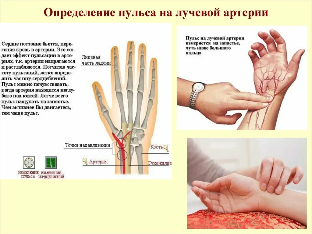 Почему измеряем пульс. Пульс на лучевой артерии определяется. Определение свойств пульса на лучевой артерии. Исследование пульса на лучевой артерии. Оценка пульса на лучевой артерии.