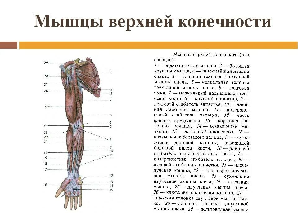 Части верхней конечности человека. Мышцы верхней конечности вид спереди. Блок схема мышцы верхней конечности. Мышцы плечевого пояса и свободной верхней конечности человека.