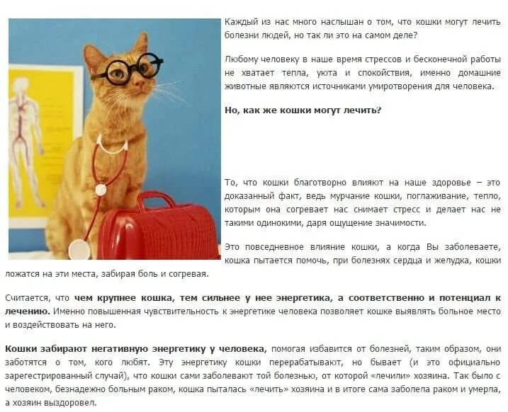 Заболел хозяин. Кошки забирают негативную энергию с человека. Правда ли что кошки забирают болезни. Кошка забирает болезнь. Кот лечит хозяина.