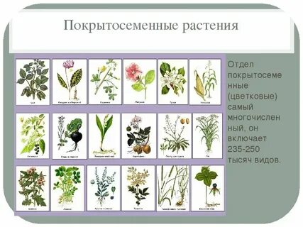 Растения троя