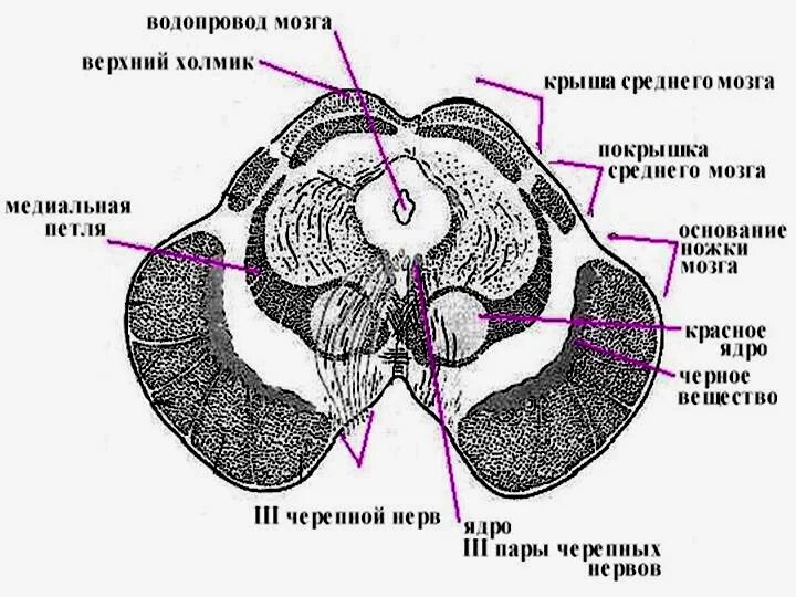 2 холмика