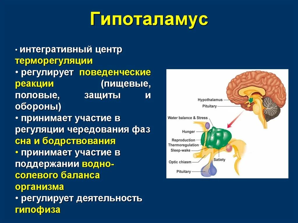 Гипоталамус высший центр регуляции эндокринных функций. Головной мозг гипоталамус. Нейромедиаторы гипоталамуса. Функции отделов головного мозга гипоталамус.