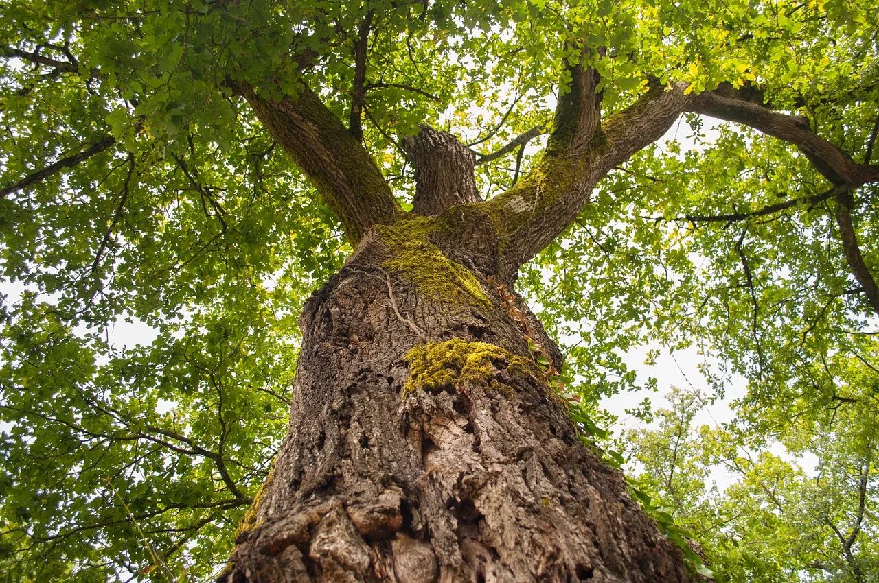 Tree trunk