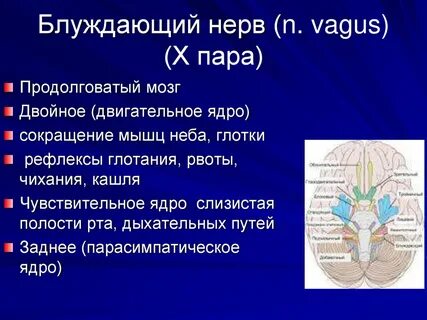 Блуждающий нерв относится к отделу нервной системы