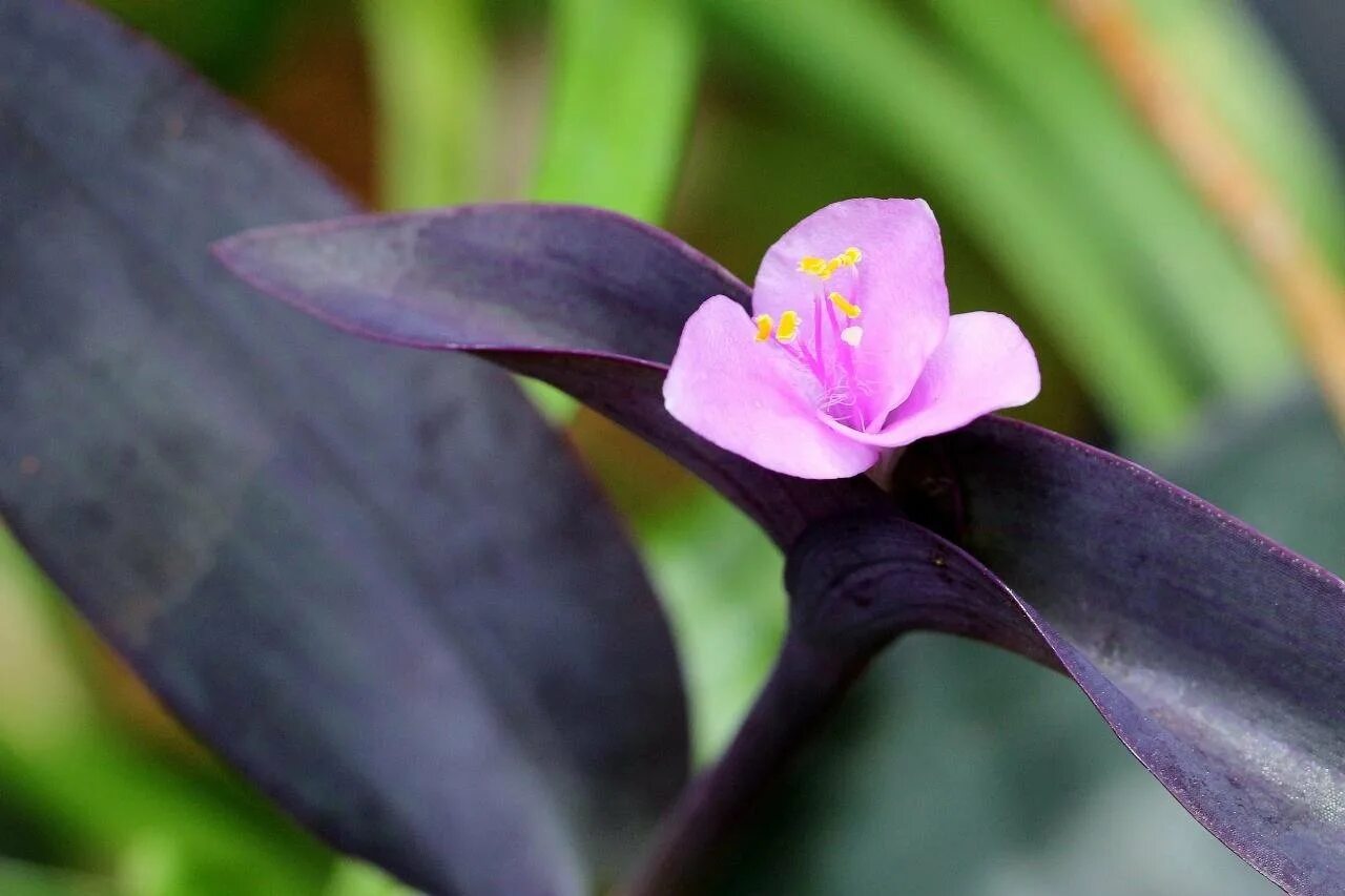 Темно фиолетовые листья растение. Сеткреазия пурпурная. Традесканция сеткреазия. Традесканция Setcreasea рurpurea. Сеткреазия пурпурная Setcreasea purpurea.