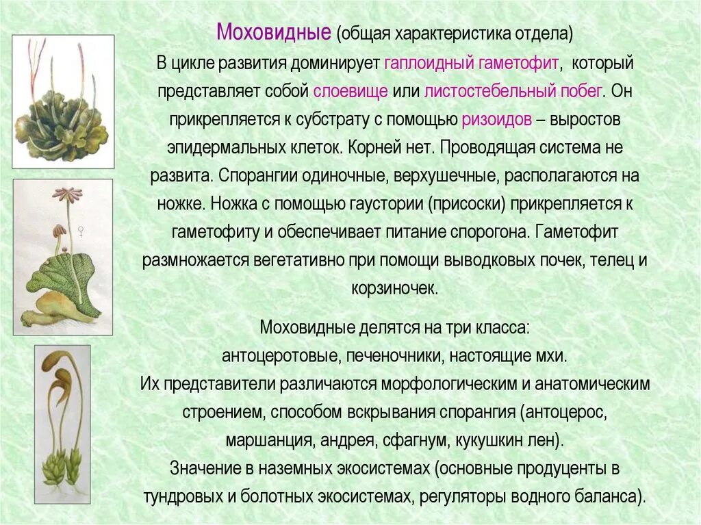 Характеристика споровых растений моховидные. Охарактеризуйте моховидные растения. Охарактеризуйте моховидные растения. Биология 7 тема отдел моховидные растения. Мохообразные высшие споровые растения характеристика.
