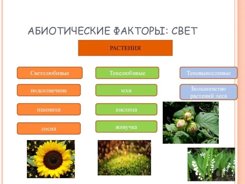 Таблица группы растений по отношению к теплу