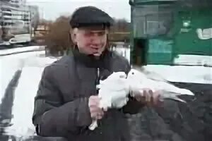 Ярмарка голубей в 2025 году. Известные голубеводы. дедушка с голубями. голубятня в гольяново. соревнования голубей.