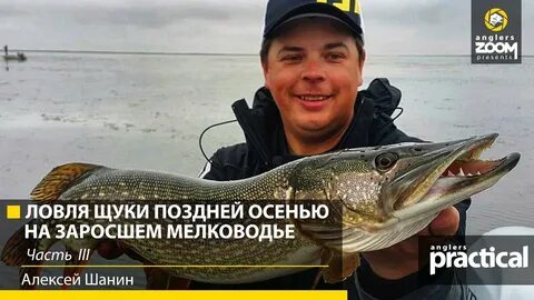 Щука осенью на мелководье