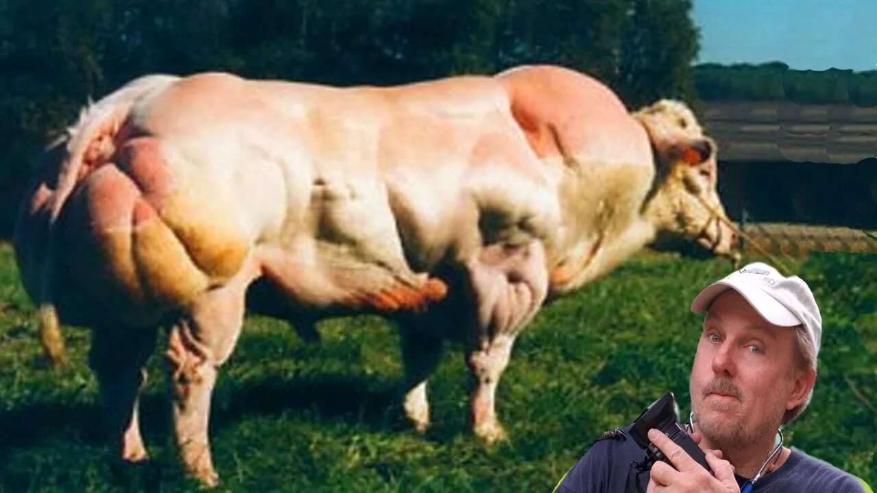Human cattle