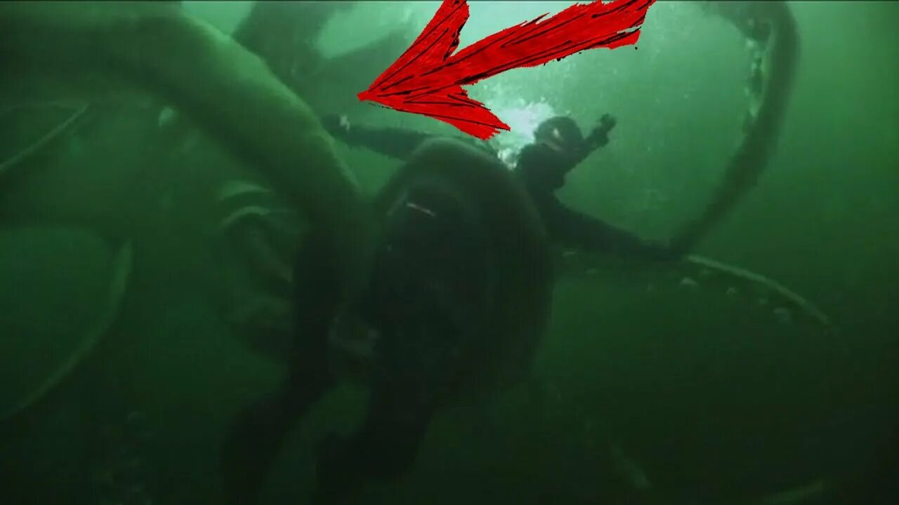 Гигантский кальмар Кракен. Кракен Морское чудовище. Кракен в реальности. Кракен в реальной жизни существует. Kraken зеркало krna12at