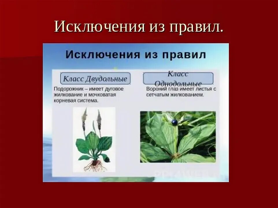 Вороний глаз однодольное или двудольное. Подорожник однодольное или двудольное растение. Вороний глаз однодольное или двудольное растение. Подорожник класс двудольные.