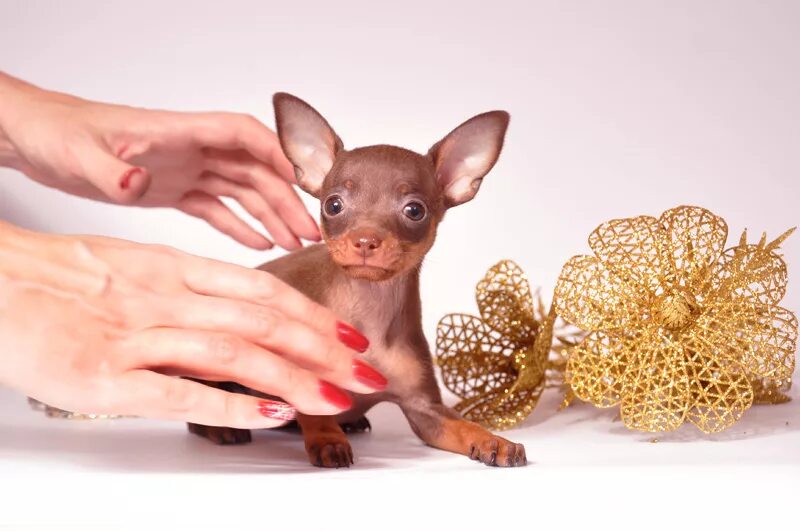 супер мини той терьер. той терьер мини велюровый. супер мини той терьер. супер мини той терьер. королевский тойтерьер.