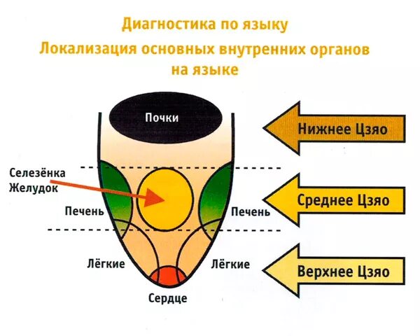 Как определить больной орган. Традиционная китайская медицина диагностика по языку. Зоны языка по китайской медицине. Проекция внутренних органов на языке.