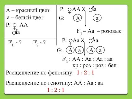 Расщепление по фенотипу составляет 3 1