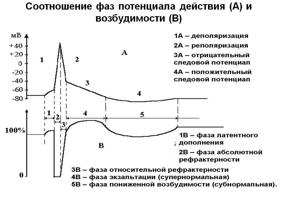 Потенциал действия и возбудимость соотношение их фаз. Соотношение фаз возбудимости с фазами потенциала действия. Фазы потенциала действия фаза изменения возбудимости. График соотношения возбуждения и возбудимости. Время пд