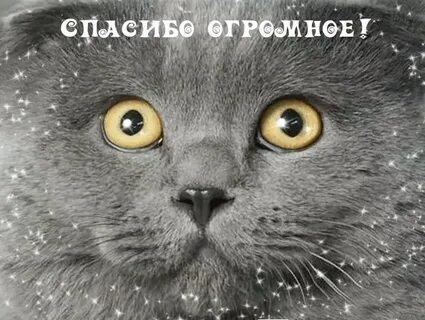 Примного или премного
