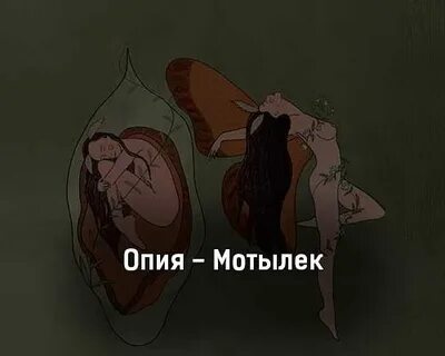 Холидэйбой мотыльки