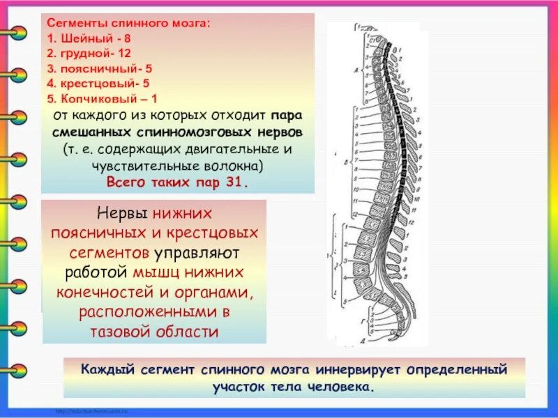 В шейном отделе спинного мозга сегментов. Сегменты спинного мозга th 6 - th 10. Рефлекторная функция отделов спинного мозга таблица. Сегменты копчикового отдела спинного мозга. Отделы спинного мозга количество сегментов спинного мозга таблица.