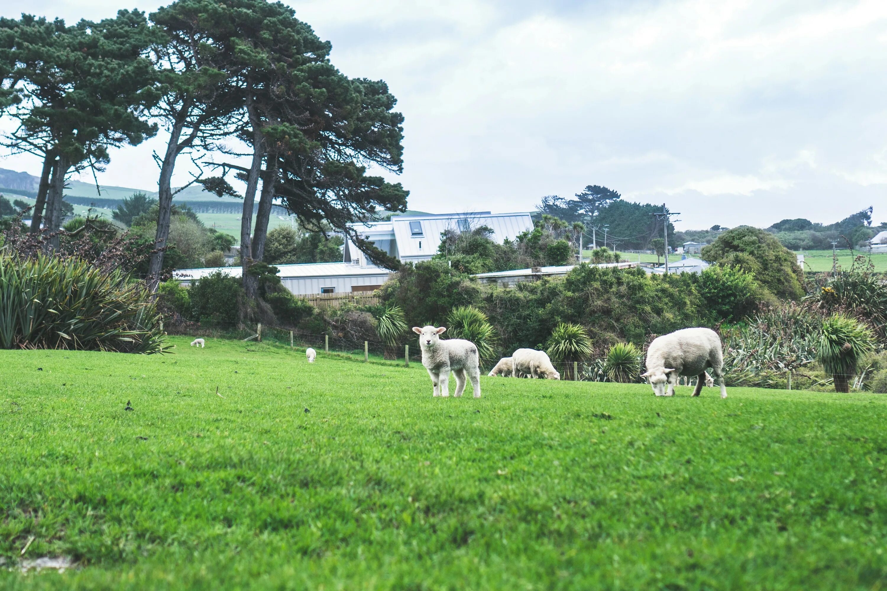 Tree sheep