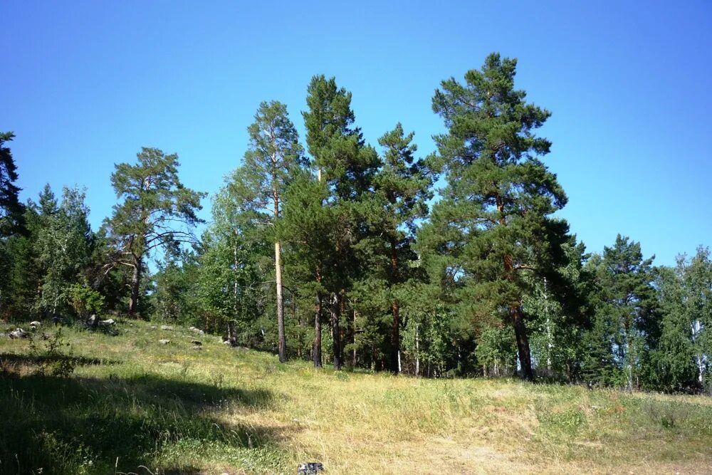 Tsirik-Narasun Pine Grove - Important natural communities - Natural Attractions 