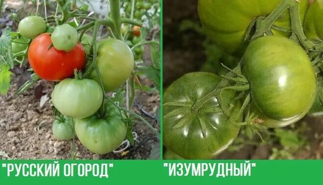 Семена:Томат Штамбовый король. Сорта карлики и Гномы Карликовый томатный проект