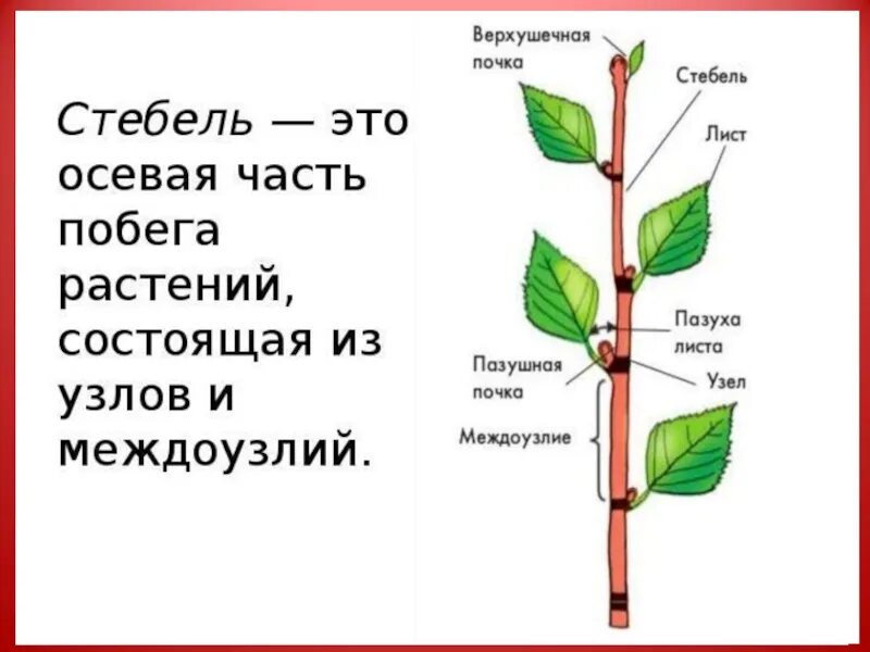 Название частей побега. Части побега растения. Строение побега. Части побега растения схема.