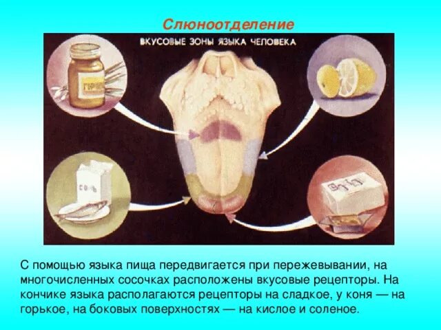 Слюна после еды. Как уменьшить выделение слюны. Препараты понижающие слюноотделение. Препараты уменьшающие выделение слюны. Слюновыделение причины.