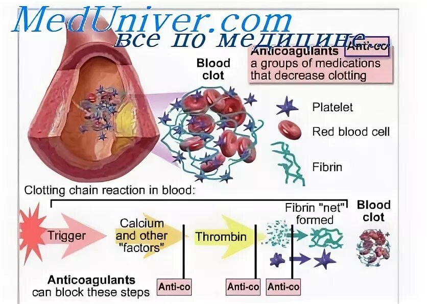 Связывание с белками плазмы крови