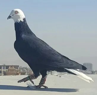 Кафтар