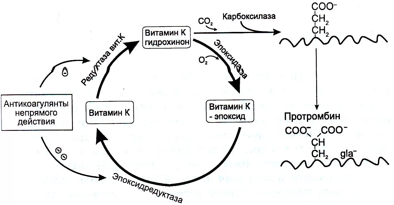Непрямые антикоагулянты механизм действия. Непрямые антикоагулянты механизм действия препараты. Антикоагулянты непрямого действия механизм действия. Непрямые антикоагулянты механизм действия. Непрямые антикоагулянты механизм действия.