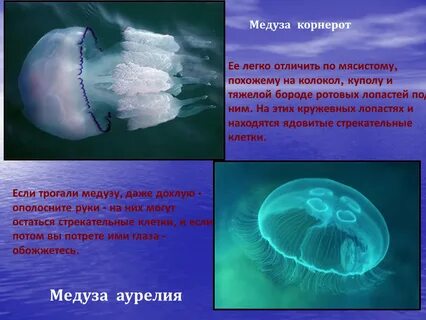 Медуза корнерот развитие с метаморфозом
