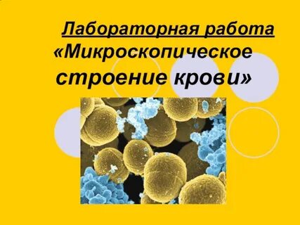 Лабораторная работа микроскопическое строение