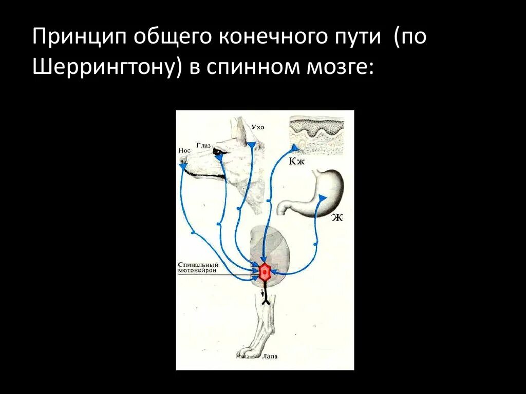 Конечный путь дистанции. Схема рефлекса Геринга-Брейера. Общий конечный путь Шеррингтона. Возвратное торможение в спинном мозге физиология. Принцип общего конечного пути Шеррингтона.