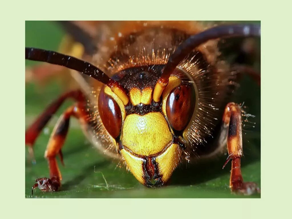 Пчела является насекомым. Шершень vespa crabro. шмель и шершень. лесной шершень. trigona пчела.
