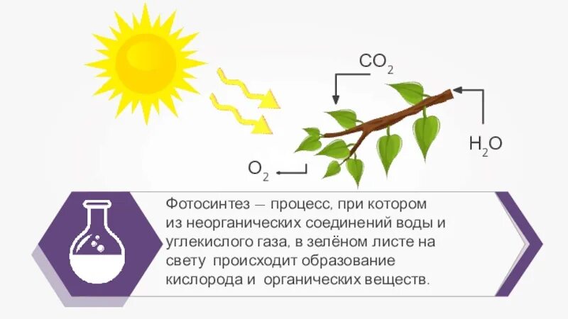 Опыт фотосинтез вода. Схема фотосинтеза у растений. Фотосинтез опыт схема. Фотосинтез о2 со2 листок. Фотосинтез выделение кислорода.