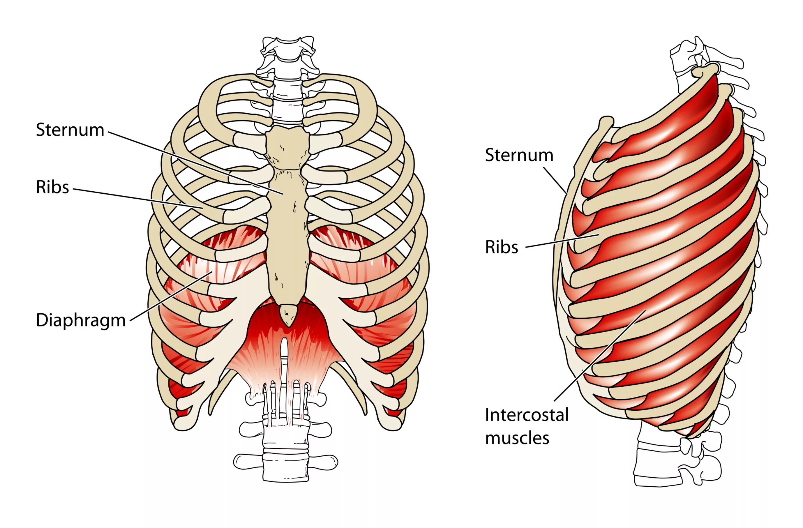 Межреберные мышцы и диафрагма. Диафрагма и грудная клетка анатомия. Дыхательные мышцы анатомия человека. Диафрагма грудной клетки.