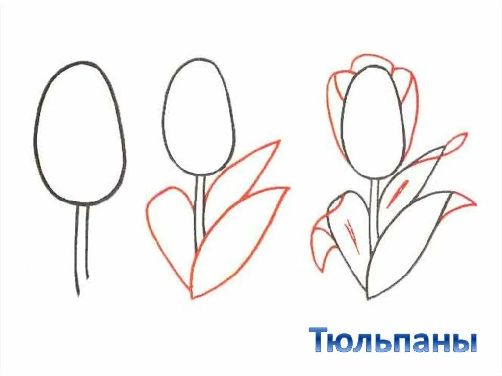 Как нарисовать тюльпан ребенку. Этапы рисования тюльпана. пошаговое рисование тюльпанов. поэтапное рисование тюльпанов для детей. рисование тюльпана пошагово.