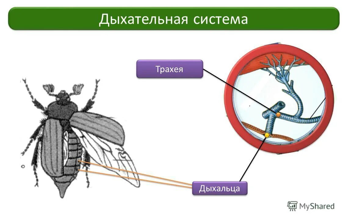 органы дыхательной системы членистоногих. трахейная система черного таракана. дыхальца насекомых расположены на. трахейная дыхательная система насекомых. дыхальца насекомых расположены на.