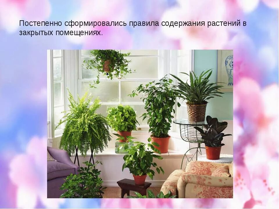 комнатные растения в жизни человека. комнатные растения 2 класс окружающий мир. роль комнатных растений в жизни человека. вывод на тему комнатные растения. растения в подготовительной группе.