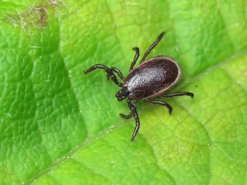 Ixodes Ricinus. Клещи фото и борьба с ними