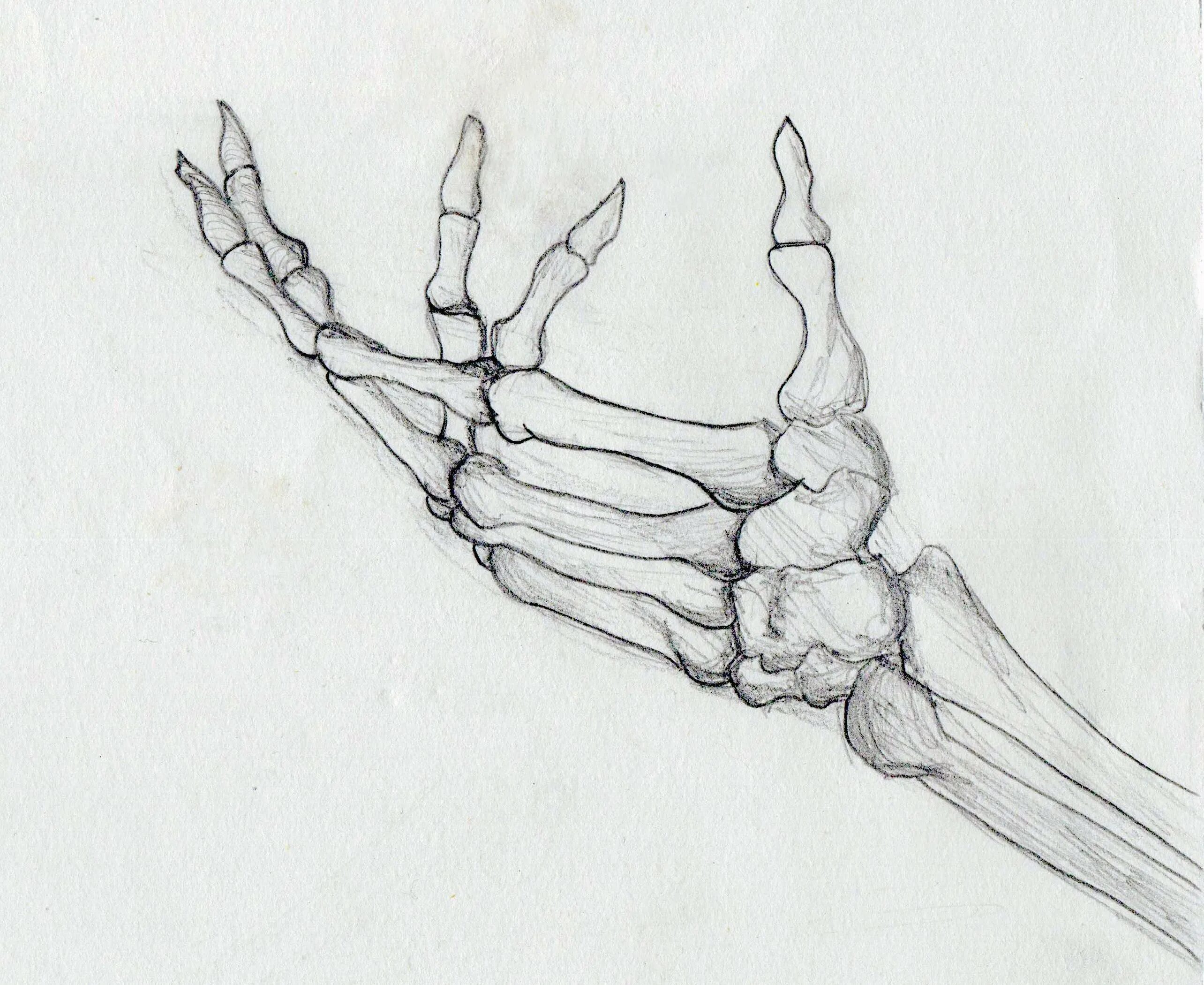 Кисть скелета для срисовки карандашом. Рука скелета референс. Кисть руки скелет. Рука скелета рисунок. Рука нарисовать карандашом легко