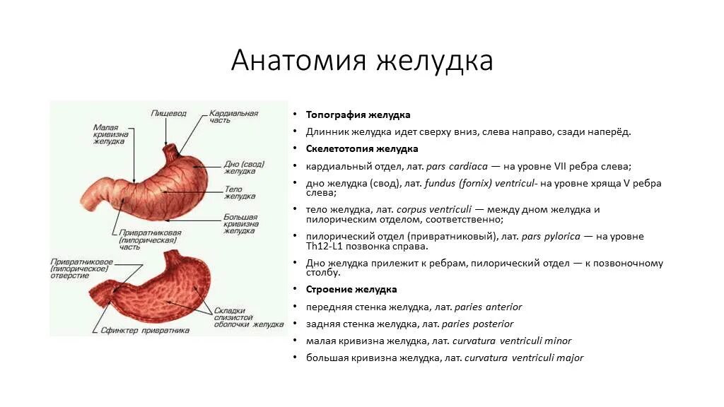 Кардиальный латынь. Желудок топография строение. Анатомическое строение,расположение,функции желудка. Топографическое строение желудка. Анатомия желудка с отделами топография.