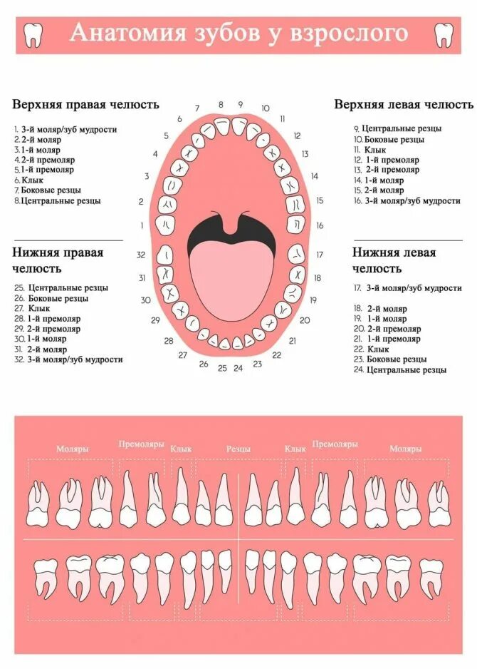 Сколько стоят зубы человека. Схема нумерации зубов. Нумерация зубов в стоматологии схема. Нумерация молочных зубов в стоматологии схема. Стоматология нумерация зубов верхней челюсти.