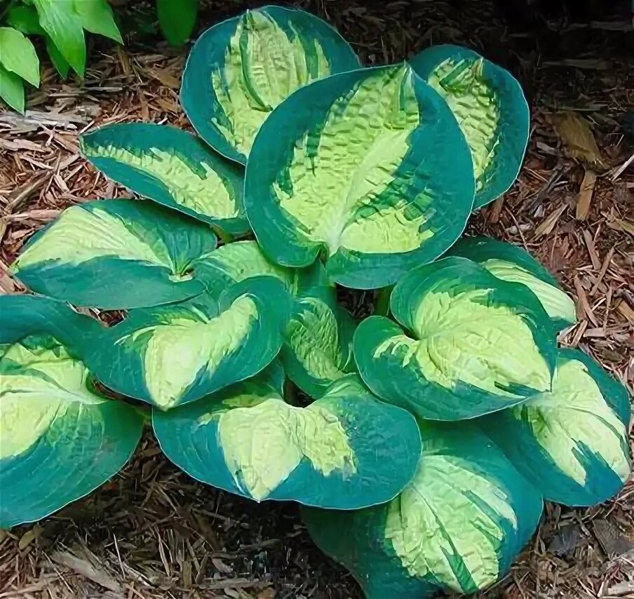 Хоста попкорн. Хоста гибридная попкорн. Хоста "попкорн" / Hosta "Popcorn". Хоста попкорн - Hosta. Хоста попкорн Popcorn.