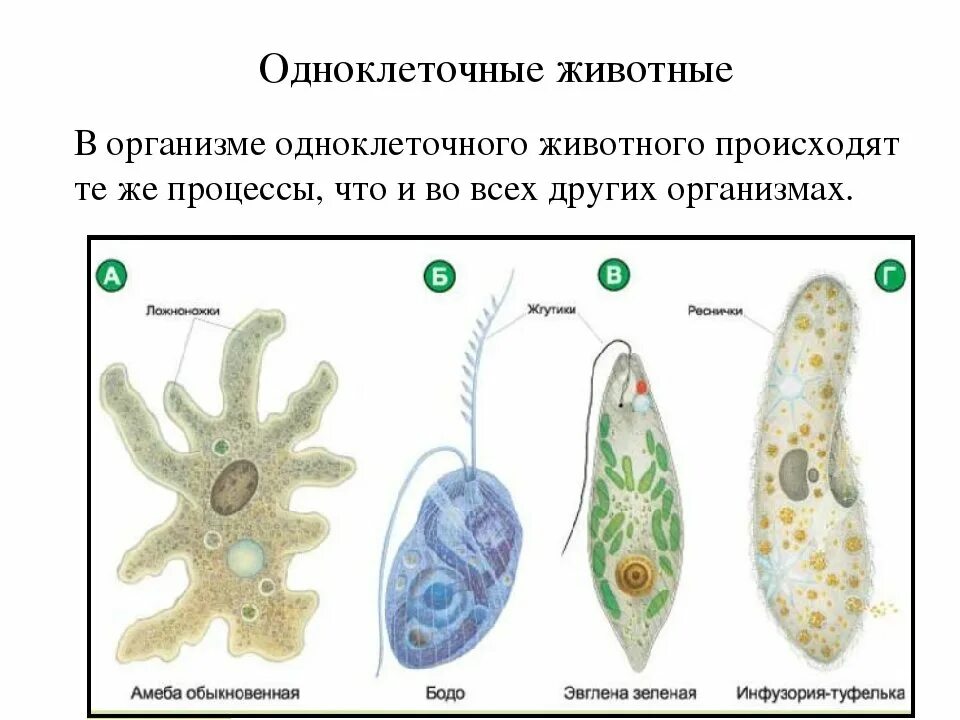 Животные одноклеточные и многоклеточные 5 класс биология. Одноклеточные организмы 5 класс биология. Одноклеточные животные 5 класс биология класс. Одноклеточные животные 5 класс биология. Отличие одноклеточных от бактерий