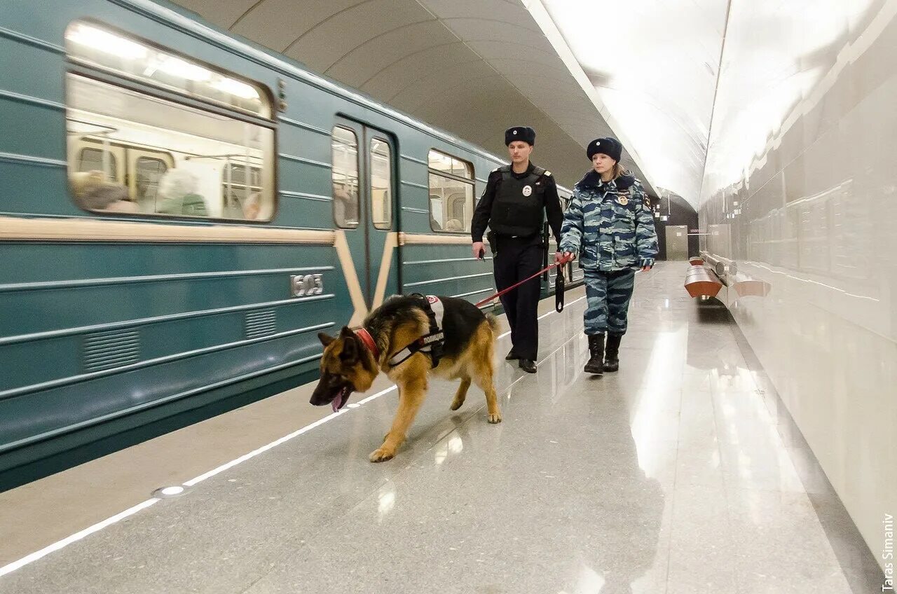 День полиции по охране метрополитена в России. Полиция Московского метрополитена. Собака в метро. Полицейский с собакой в метро. Дней транспортными службами